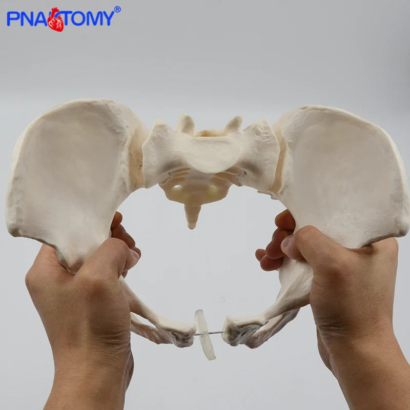 Esnek Kadın Pelvis Modeli İnsan İskeleti Modeli Numune Kalça İskeleti Anatomisi Tıbbi Alet Okul Kullanılan 1:1 Pubis İskelet