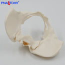 Flessibile Modello di Bacino Femminile Modello di Scheletro Umano Campione Scheletro dell'anca Anatomia Strumento Medico Scuola Utilizzato 1:1 Pube Scheletrico