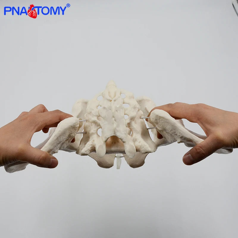 Modelo de Pelvis femenina Flexible, modelo de esqueleto humano, espécimen de cadera, esqueleto, herramienta médica de anatomía, uso escolar, 1:1, Pubis esquelético
