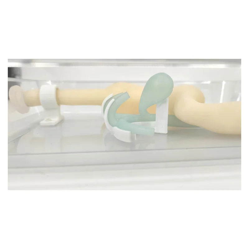 Gastroscópio ERCP ScopeTraining Modelo Simulação Gastroduodenal Cirurgia Gastroscópica Treinamento Simular Digestão do Sistema Biliar