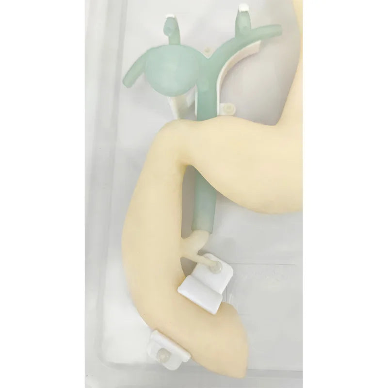 胃カメラ ERCP スコープトレーニング モデル 胃十二指腸シミュレーション 胃鏡手術トレーニング 胆道系消化のシミュレーション
