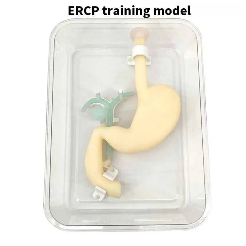 Gastroscopio ERCP ScopeTraining modelo gastroduodenal simulación gastroscópica cirugía entrenamiento simular sistema biliar digestión