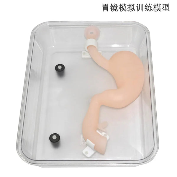 胃カメラ手術トレーニングモデル ハイシミュレーション模擬胃モデル ercp 胃カメラトレーニング