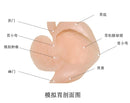 Gastroscopic surgery training model