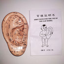 17cm Telinga Akupunktur Point Model Vaccaria Seeds Acupoint Lembut Getah Aksara Bahasa Inggeris dengan Panduan Pengguna