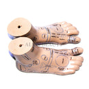 高品質20cm足鍼治療モデル足鍼治療針Acupointモデルの足鍼治療点モデル教示ツール2pcs