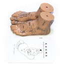 高品質20cm足鍼治療モデル足鍼治療針Acupointモデルの足鍼治療点モデル教示ツール2pcs