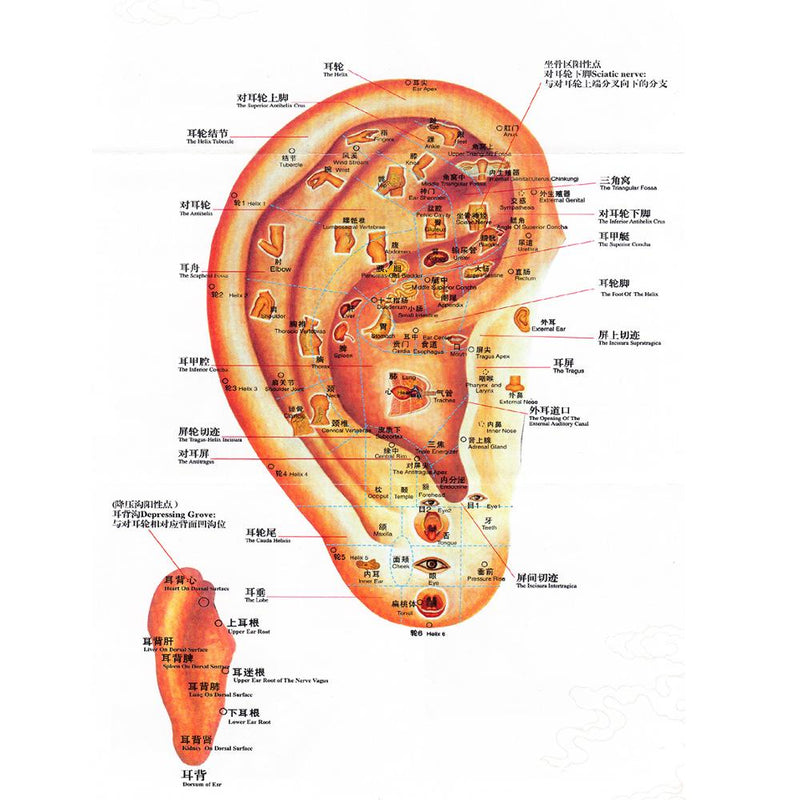 بذور الفاكاريا والكشف عن الأذن القلم الأذنية الوخز بالإبر نقطة بحث الأذن acupoint البحث عن الأذن الأذنية