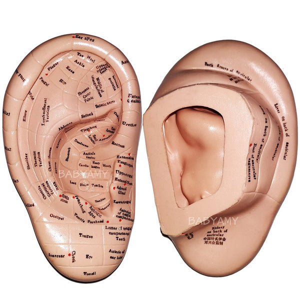 17cm oor acupunctuurpunt model vaccaria zaden acupoint zachte rubberen Engelse tekens met gebruikershandleiding