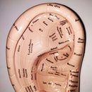 17cm Telinga Akupunktur Point Model Vaccaria Seeds Acupoint Lembut Getah Aksara Bahasa Inggeris dengan Panduan Pengguna