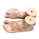 高品質20cm足鍼治療モデル足鍼治療針Acupointモデルの足鍼治療点モデル教示ツール2pcs