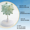 HIV cell model Human teaching Cytopathy model HIV cell structure amplification model