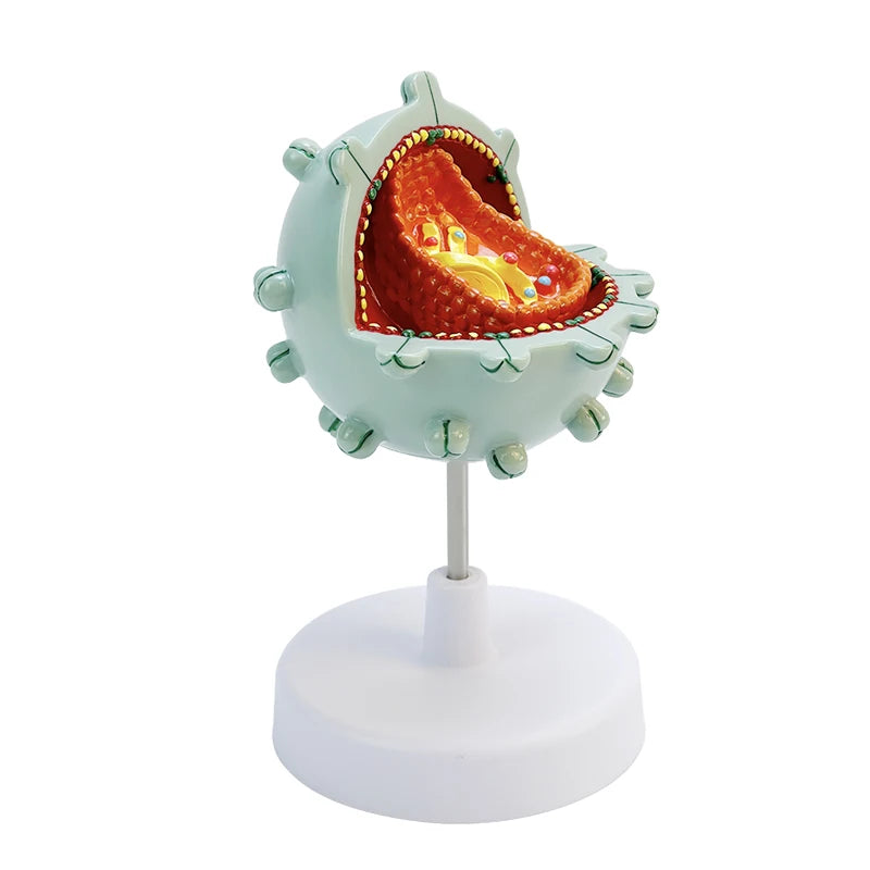 HIV cell model Human teaching Cytopathy model HIV cell structure amplification model