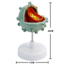 HIV cell model Human teaching Cytopathy model HIV cell structure amplification model