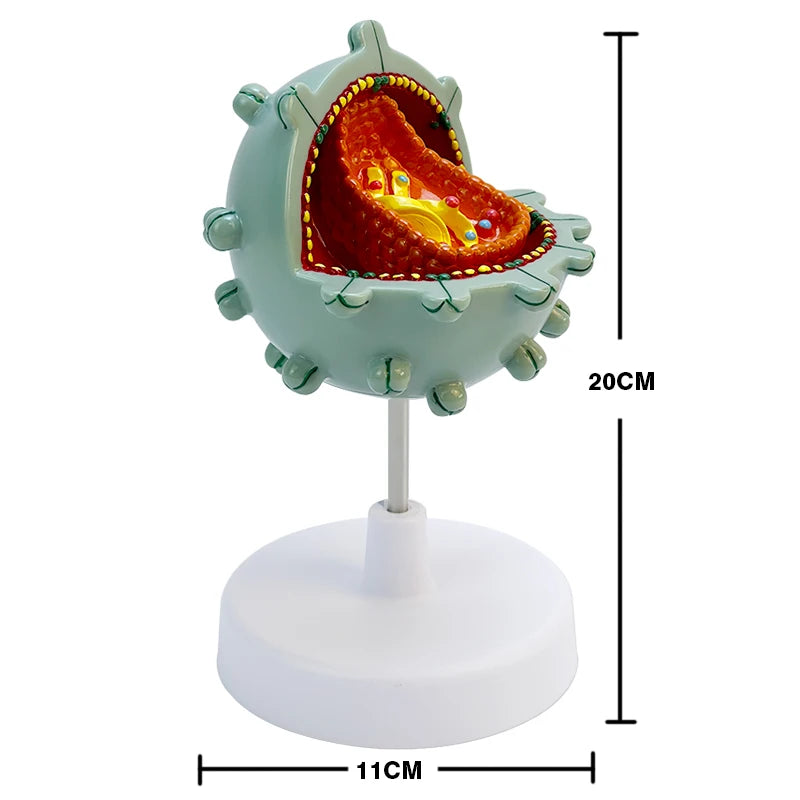Modelo de células del VIH modelo de citopatía de enseñanza humana modelo de amplificación de la estructura de las células del VIH