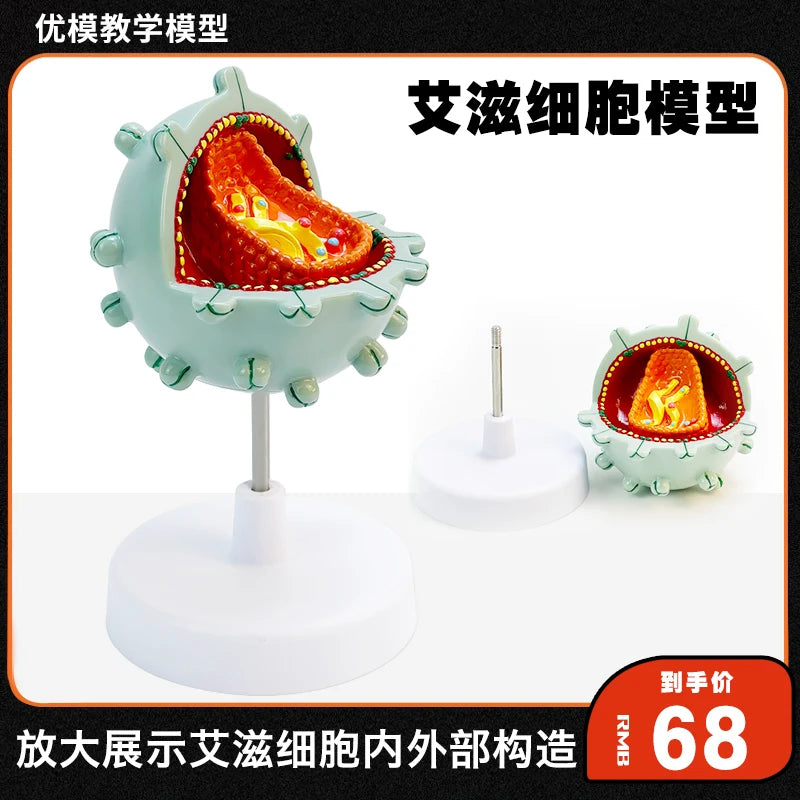 HIV cell model Human teaching Cytopathy model HIV cell structure amplification model