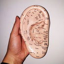 17cm Telinga Akupunktur Point Model Vaccaria Seeds Acupoint Lembut Getah Aksara Bahasa Inggeris dengan Panduan Pengguna