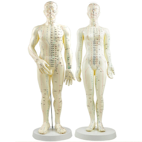Modelo de Acupuntura 50cm fêmea masculina com base de acupuntura humana Meridianos Modelo Acupuntura Starter Kit