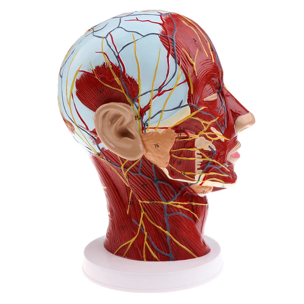 頭部正中矢状指導モデル神経耳下腺頸椎