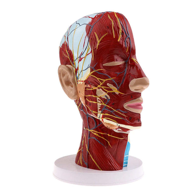 Tête modèle d'enseignement sagittal médian nerfs parotides colonne cervicale