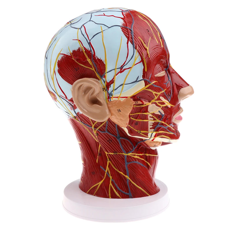 Testa modello didattico sagittale mediano nervi parotidi colonna vertebrale cervicale