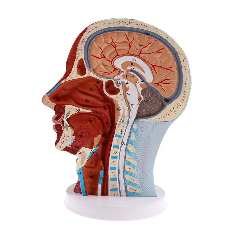 Голова Срединная сагиттальная обучающая модель Нервы Околоушные железы Шейный отдел позвоночника