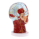 Głowa Mediana Strzałkowy Model nauczania Nerwy Przyuszne Kręgosłup szyjny