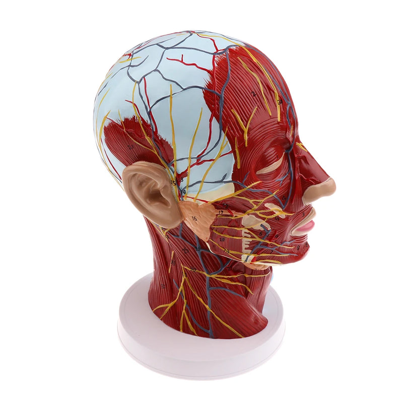 Голова Срединная сагиттальная обучающая модель Нервы Околоушные железы Шейный отдел позвоночника