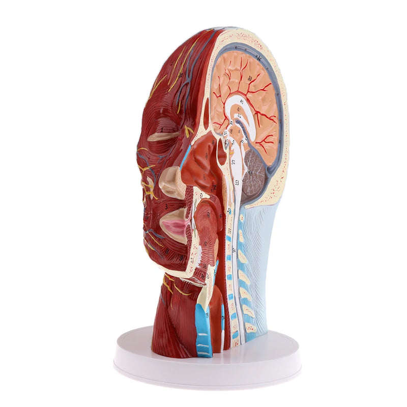 Testa modello didattico sagittale mediano nervi parotidi colonna vertebrale cervicale
