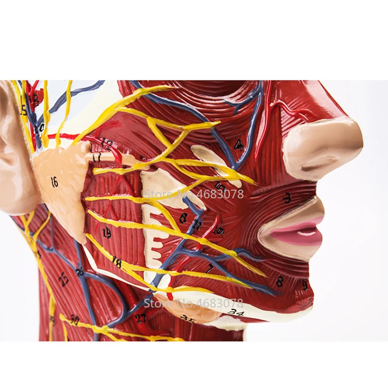 Hoofd Hals Oppervlakkige Zenuw Vasculaire Spier Model, Menselijk, schedel met spieren en Zenuw bloedvat, School medisch onderwijs aanbod