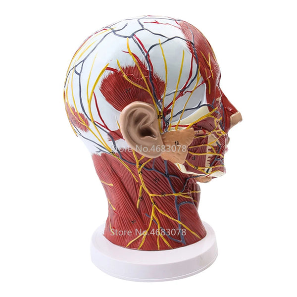 Голова, шия, модель судинних м’язів поверхневого нерва, людини, черепа з м’язами та нервовими кровоносними судинами, медичне обладнання для школи