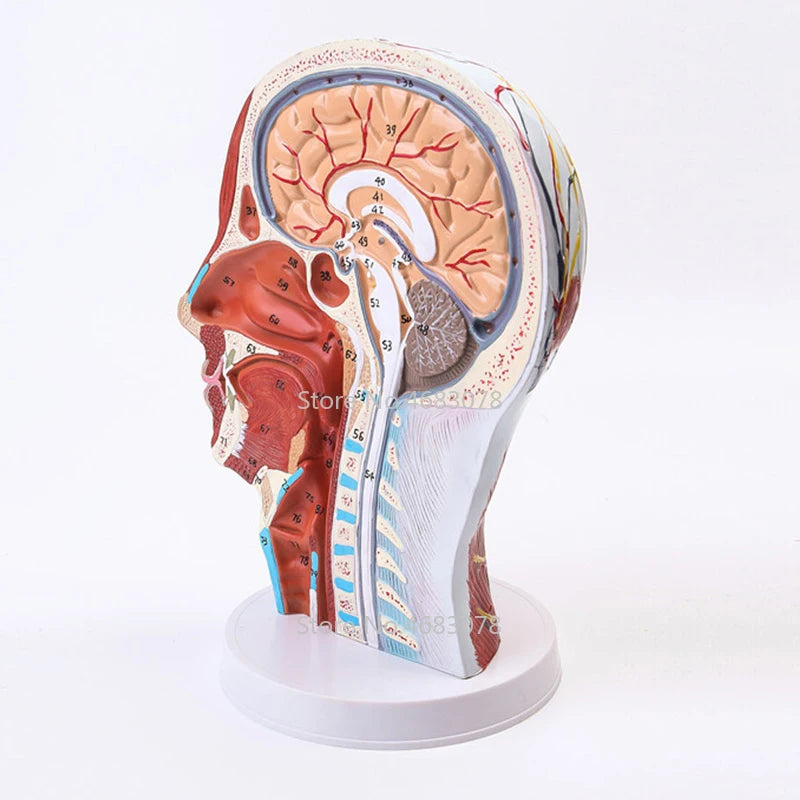 Model Otot Pembuluh Darah Saraf Dangkal Leher Kepala, Manusia, Tengkorak dengan Otot dan Pembuluh Darah Saraf, Pasokan Pengajaran Medis Sekolah