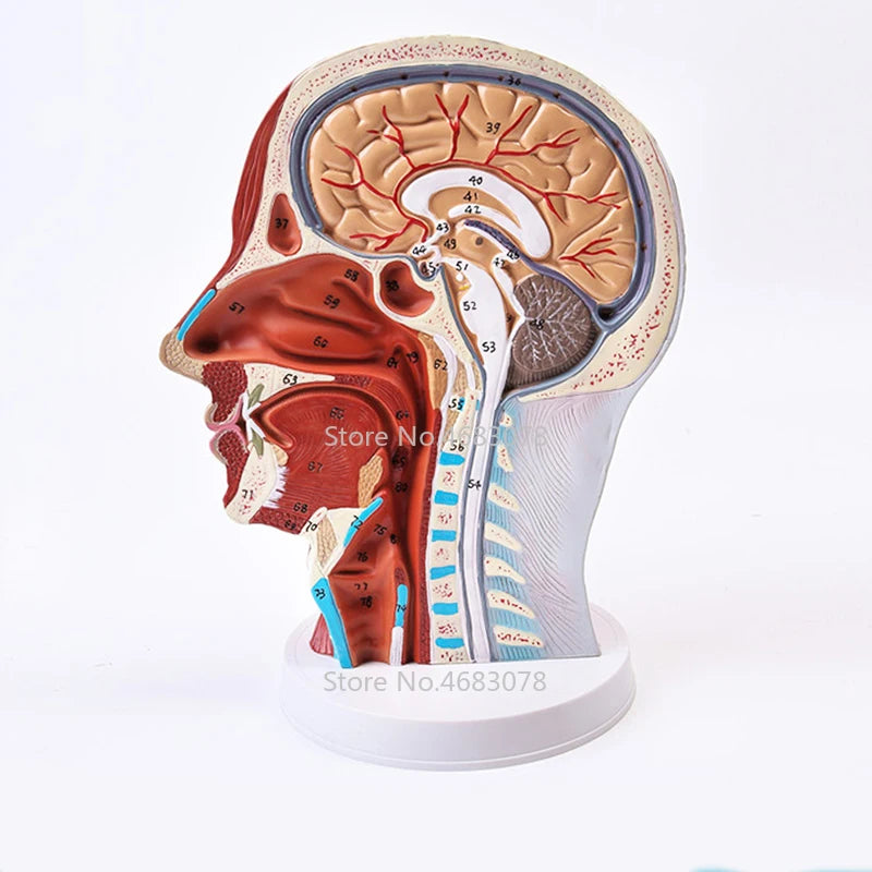 Model Otot Vaskular Saraf Superficial Leher Kepala, Manusia, tengkorak dengan otot Dan saluran darah Saraf, Bekalan pengajaran perubatan sekolah