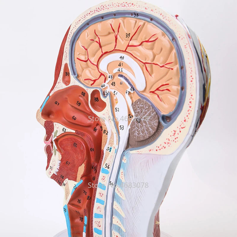 Baş Boyun Yüzeysel Sinir Vasküler Kas Modeli, İnsan, kas ve Sinir kan damarı ile kafatası, Okul tıbbi öğretim kaynağı