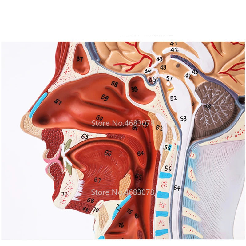 Model Otot Vaskular Saraf Superficial Leher Kepala, Manusia, tengkorak dengan otot Dan saluran darah Saraf, Bekalan pengajaran perubatan sekolah