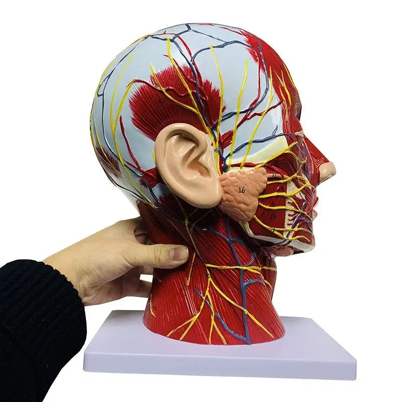 Hochwertiger Mensch, Schädel mit Muskeln und neurovaskulärem Kopfteil, Gehirn, menschliches Anatomiemodell. 