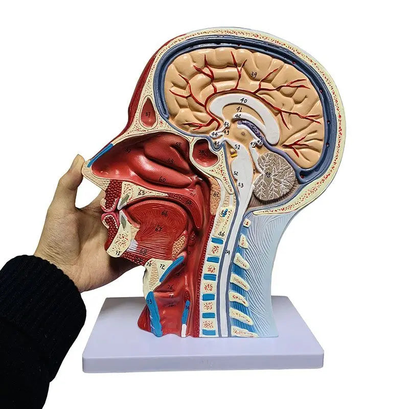 جمجمة بشرية عالية الجودة مع العضلات والأوعية الدموية العصبية، جزء الرأس من الدماغ، نموذج التشريح البشري. 