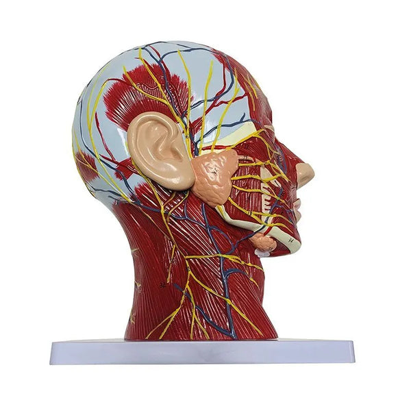 Manusia berkualiti tinggi, tengkorak dengan otot dan neurovaskular, otak bahagian kepala, model anatomi manusia. 