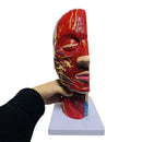 Hochwertiger Mensch, Schädel mit Muskeln und neurovaskulärem Kopfteil, Gehirn, menschliches Anatomiemodell. 