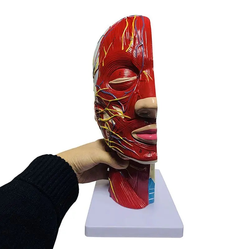 Humano de alta qualidade, crânio com músculos e cérebro neurovascular, parte da cabeça, modelo de anatomia humana. 