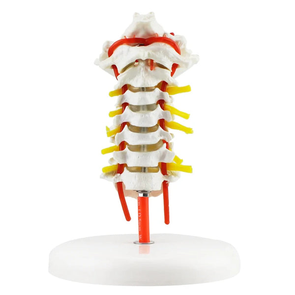 Modelo anatômico humano modelo de vértebra cervical coluna cervical com artéria do pescoço disco ósseo occipital e modelo de nervo