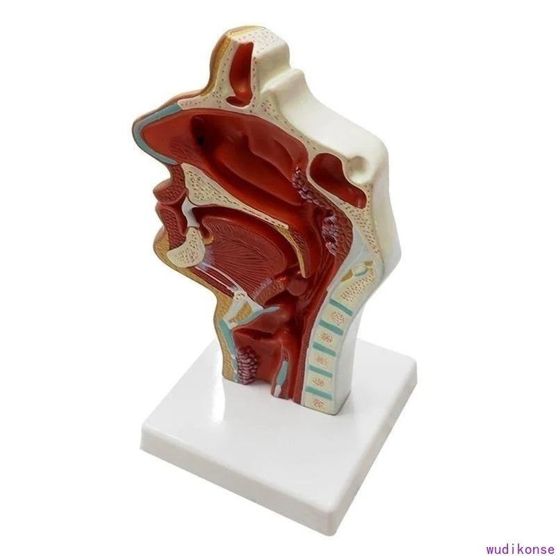 Människans anatomiska näshåla Hals Anatomi Medicinsk patologi modell Bra undervisningspresentationsverktyg