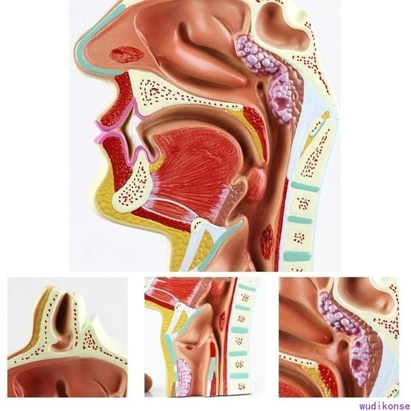 Cavidad Nasal anatómica humana, anatomía de la garganta, modelo de patología médica, buena herramienta de presentación de enseñanza
