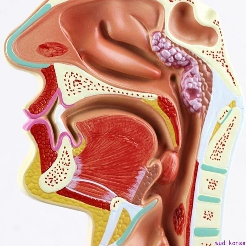 Анатомическая модель анатомии горла и носовой полости человека, модель медицинской патологии, хороший обучающий инструмент для презентации