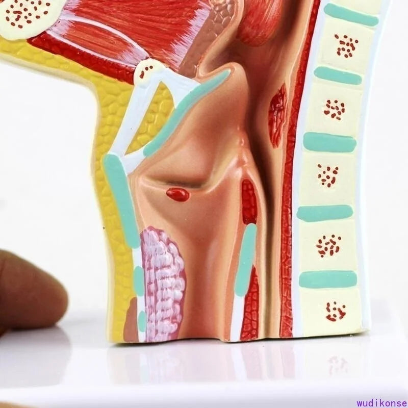 Modelo anatômico humano de anatomia da garganta, cavidade nasal, patologia médica, boa ferramenta de apresentação de ensino