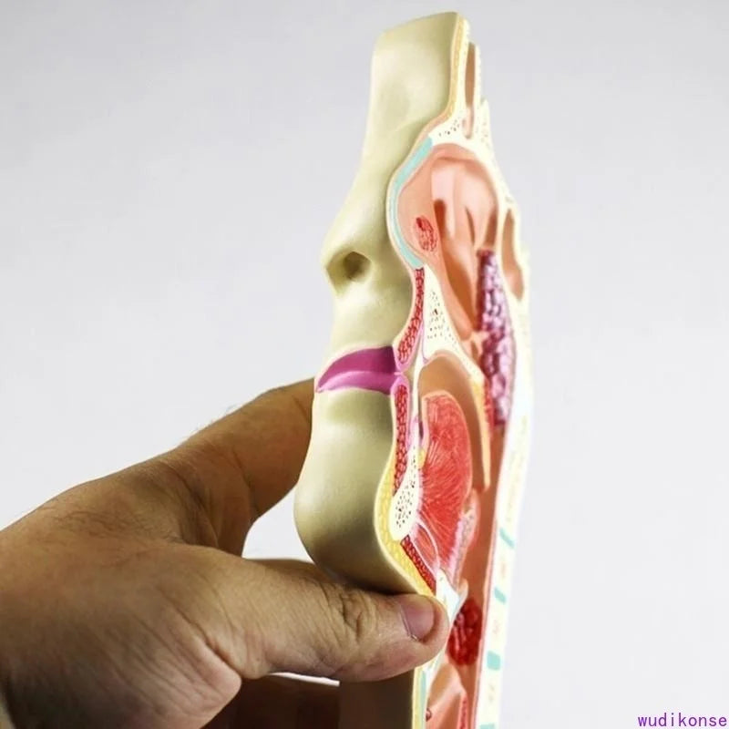 人間の解剖学的鼻腔喉の解剖学医療病理学モデル優れた教育プレゼンテーションツール