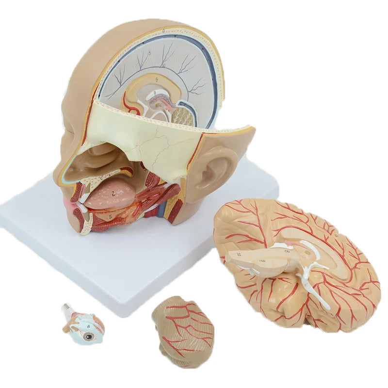Modelo de anatomía del cerebro humano Recursos de enseñanza de ciencias médicas