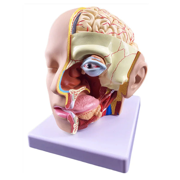 מודל האנטומיה של המוח האנושי משאבי הוראה למדע רפואי