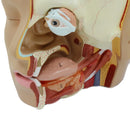 인간 두뇌 해부학 모델 의학 교육 자료