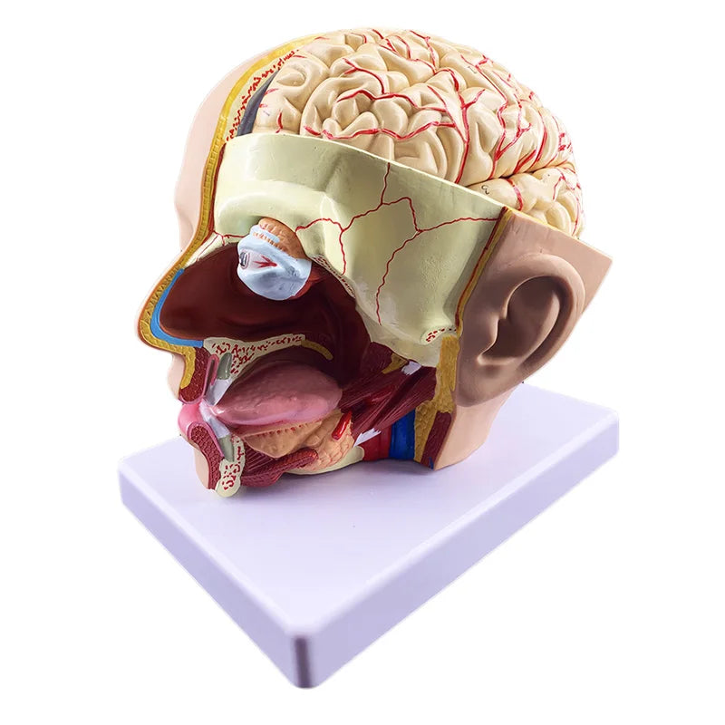 Modelo de anatomia do cérebro humano Recursos de ensino de ciências médicas